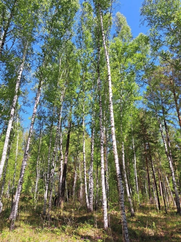 Алтайский заказник.