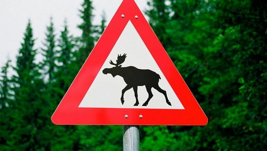На дорогах Алтая установили знак "Дикие животные" после ДТП с лосем