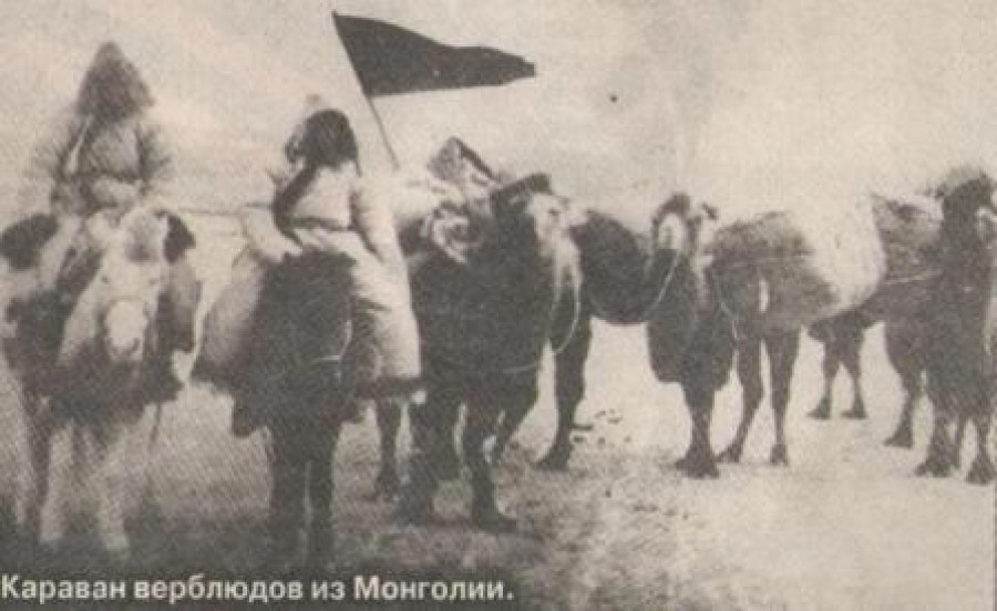 Караван верблюдов из Монголии, который проходил по Чуйскому тракту, дата фото не указана.