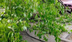 Упавший тополь