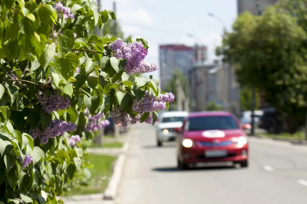 Сирень в Барнауле.