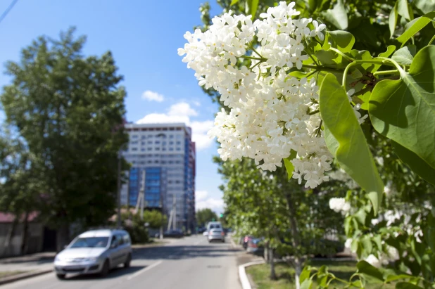 Сирень в Барнауле.