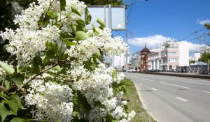 Сирень в Барнауле.