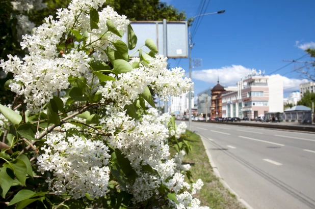 Сирень в Барнауле.