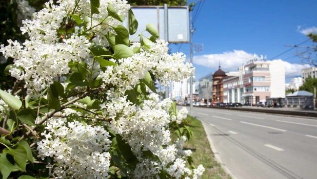 Сирень в Барнауле.