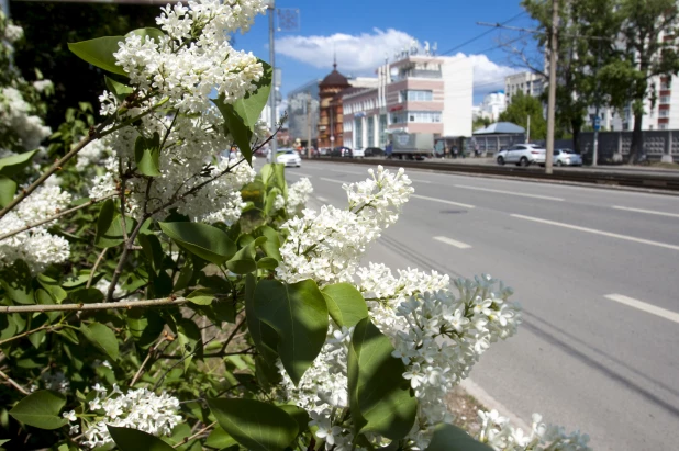 Сирень в Барнауле.