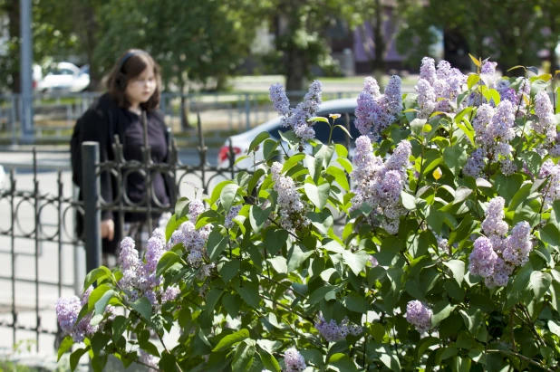 Сирень в Барнауле.