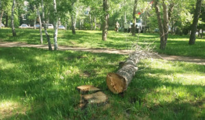 Снос аварийных деревьев в Барнауле