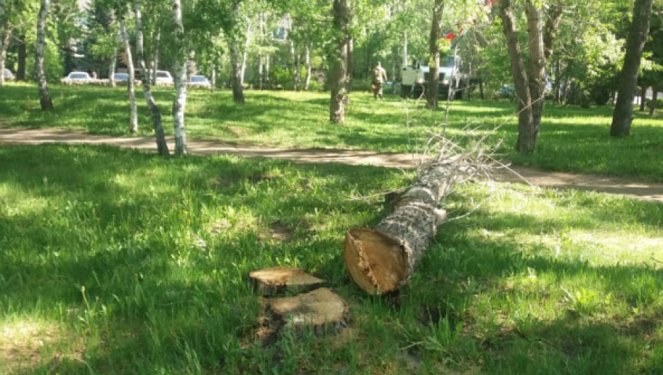 Снос аварийных деревьев в Барнауле