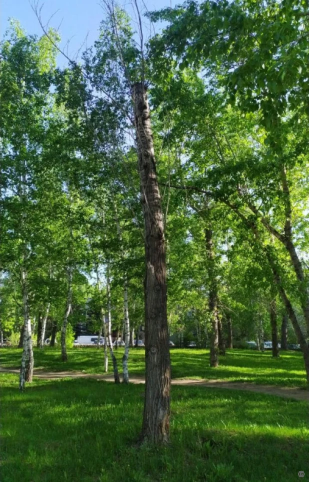 Снос аварийных деревьев в Барнауле