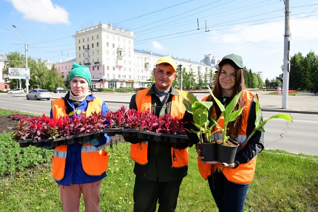 В Барнауле высадили более 150 тыс. цветов