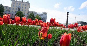 В Барнауле высадили более 150 тыс. цветов