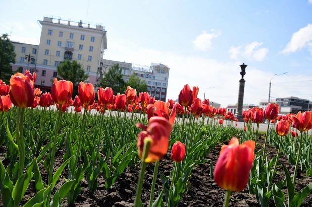 В Барнауле высадили более 150 тыс. цветов