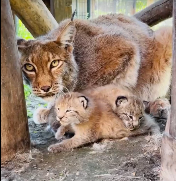 Котята рыси вышли на свою первую прогулку