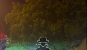 Дерево упало на проезжую часть в Барнауле