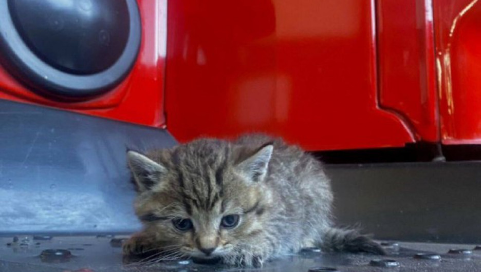 Сибирские пожарные спасли котенка