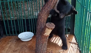 Медведица из барнаульского зоопарка