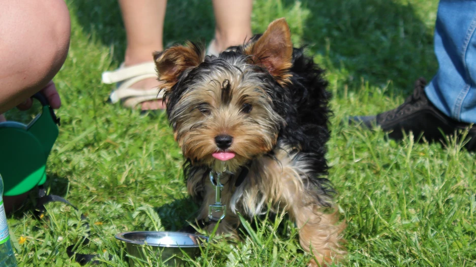 Собаки на "Мясном замесе". 