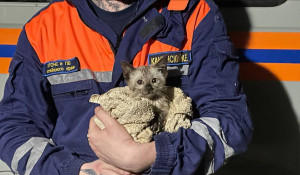 Алтайские спасатели вытащили из канализации упавшего котенка

