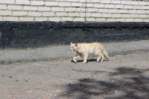 Проводы на службу у комиссариата. 