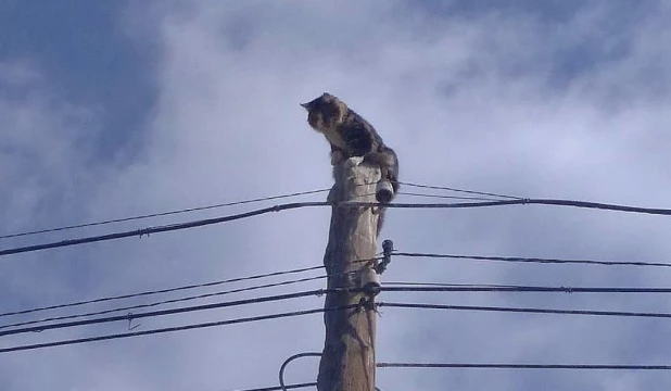 Пожарные на Алтае спасли кота.