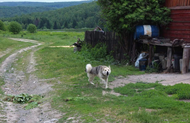 Тягун летом.