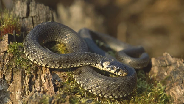 Уж обыкновенный.