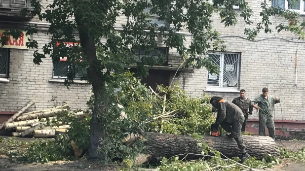 Рубка деревьев в Барнауле.