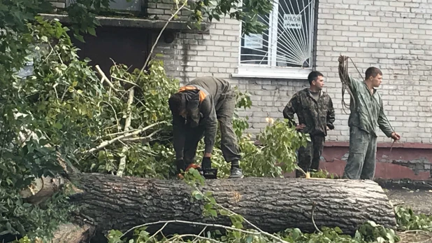 Рубка деревьев в Барнауле.