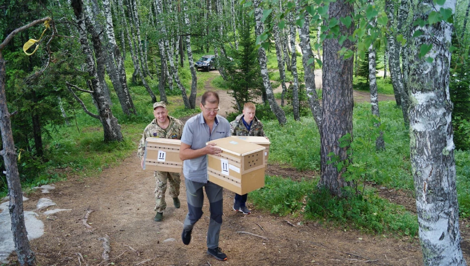 Три молодых сокола выпустили на свободу в горах Алтая