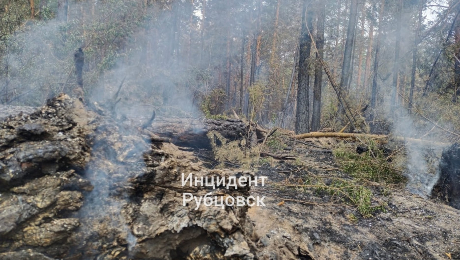 Последствия лесного пожара в Егорьевском районе.