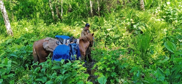 Животные и виды алтайского биосферного заповедника.