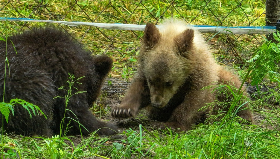 В Алтайском заповеднике готовят спасенных медвежат-сирот к выпуску в дикую природу.
