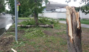 В Барнауле устранили последствия сильного ветра.