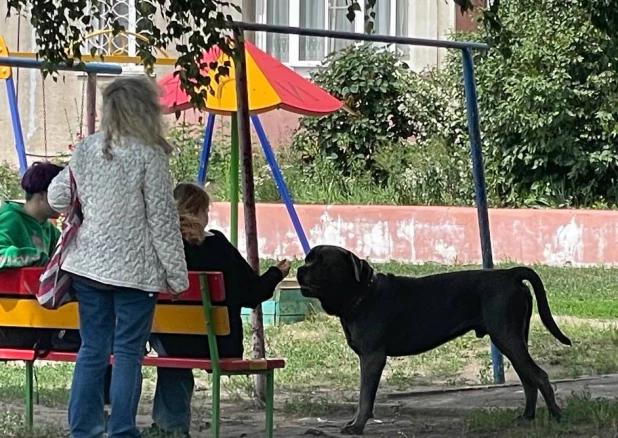 Барнаульцы пожаловались на собаку на детской площадке.