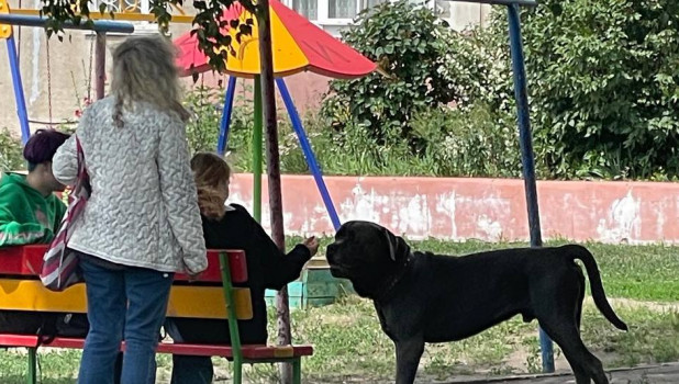 Барнаульцы пожаловались на собаку на детской площадке.