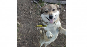 Живодер из Алтайского края зарезал и съел собаку, выложив кадры в соцсети.