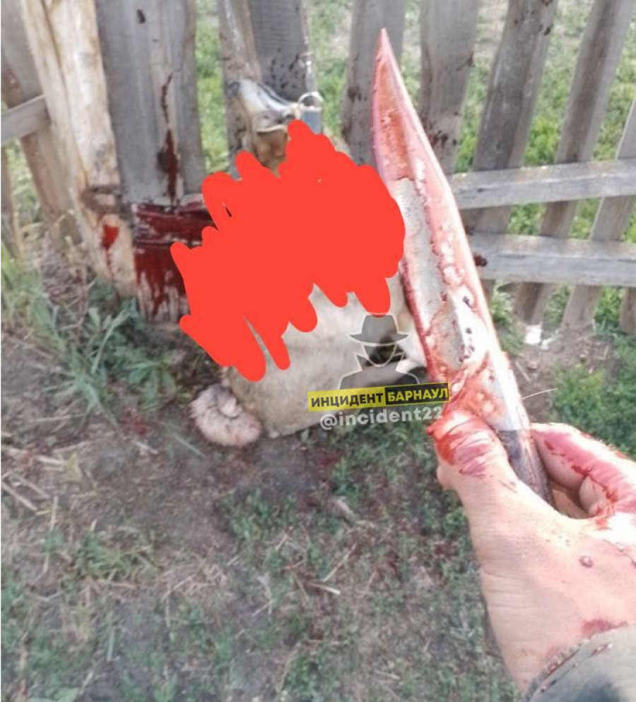 Живодер из Алтайского края зарезал и съел собаку, выложив кадры в соцсети.