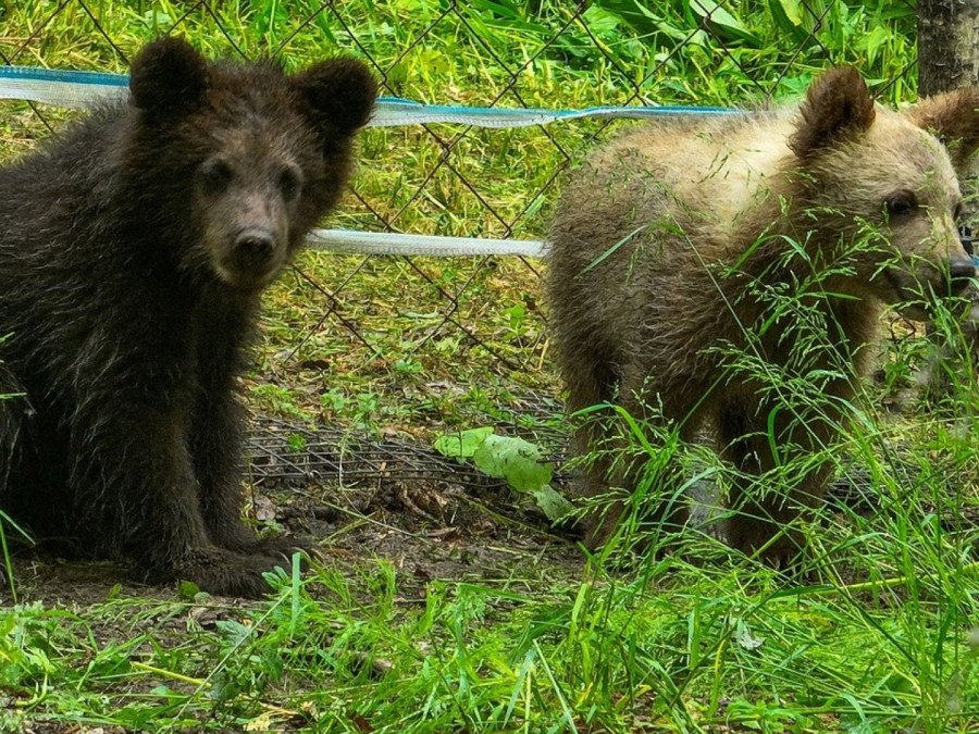Медвежата-сироты в Алтайском биосферном заповеднике.