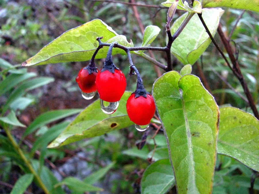 Паслен сладко-горький (красный).