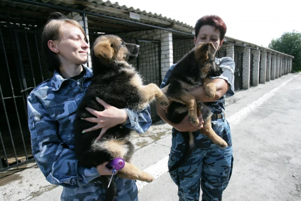 Кинологический питомник ГУ МВД по Алтайскому краю, 2011.