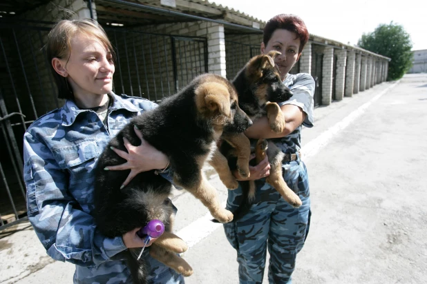 Кинологический питомник ГУ МВД по Алтайскому краю, 2011.