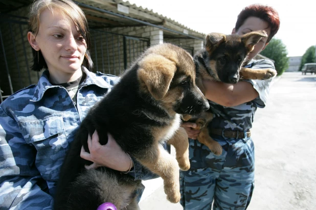 Кинологический питомник ГУ МВД по Алтайскому краю, 2011.