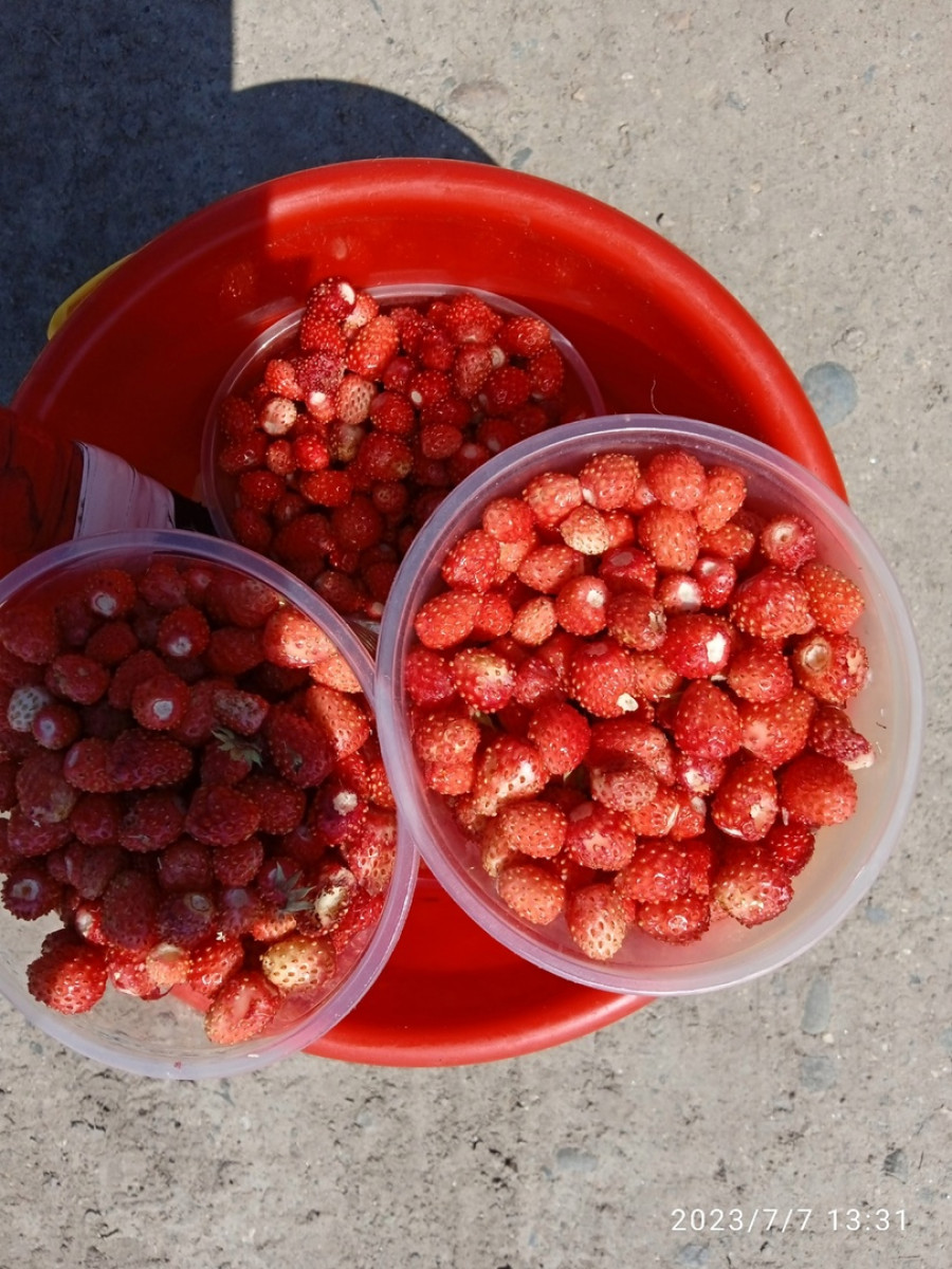 Грибы и ягоды Алтайского края