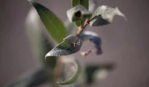 Паук обживается на новом месте.