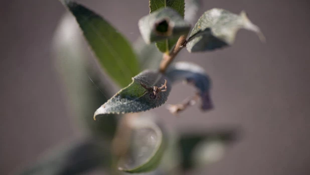Паук обживается на новом месте.