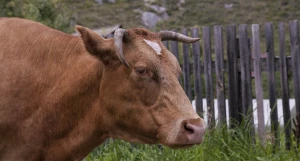 Корова в Горном Алтае.