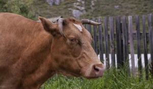 Корова в Горном Алтае.