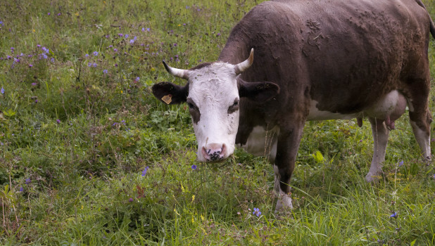 Корова в Горном Алтае.