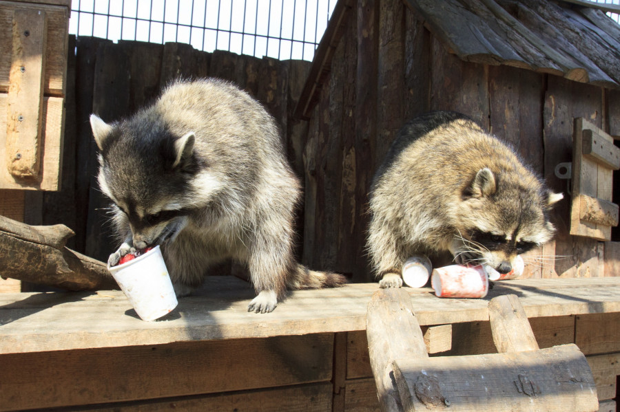Животных в Барнаульском зоопарке спасают от жары. 